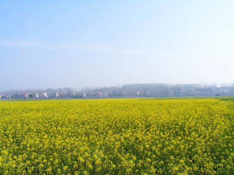 油菜花