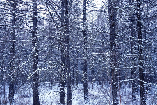 松林冬雪