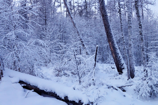 林海雪原