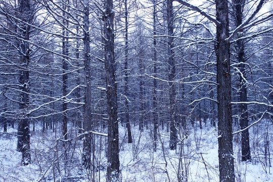 松林冬雪