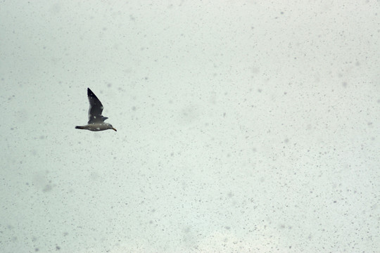雪中海鸥