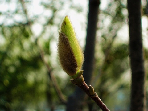 玉兰花