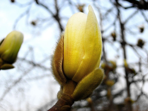 玉兰花