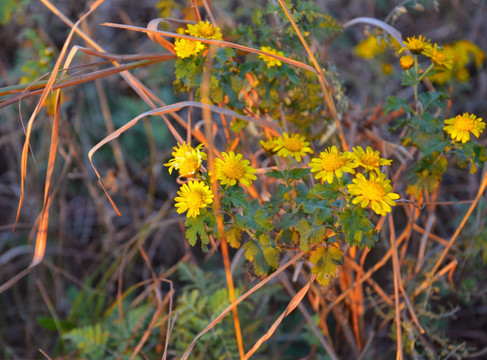 菊花