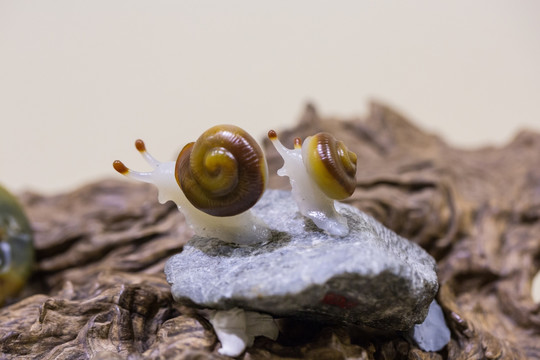 婺玉 远征 蜗牛