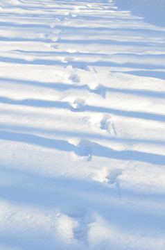 雪地足迹