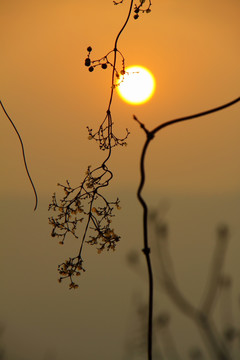 冬天的枯枝和太阳