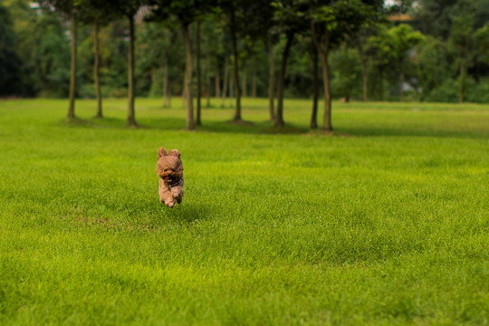 泰迪犬