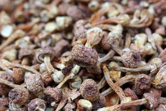 茶树菇