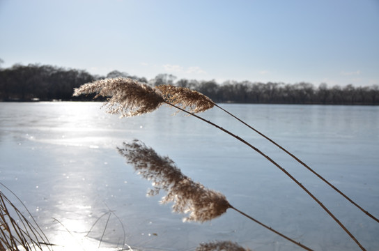 冬日湖面上的芦苇