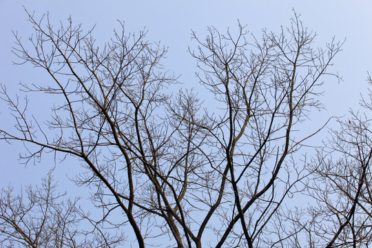 冬天的树枝 枯树枝
