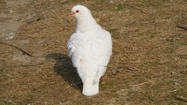 鸽子