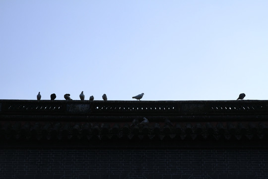 屋顶鸽子