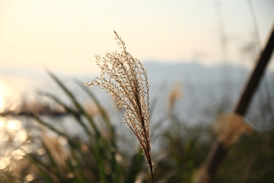 芦苇