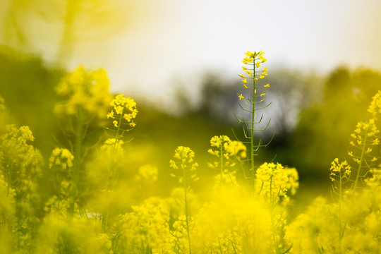 油菜花 花 黄色