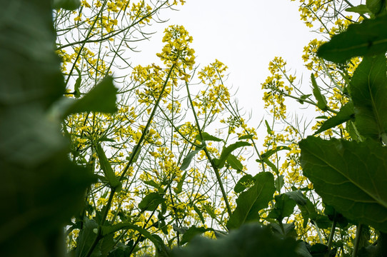 油菜花