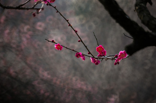 梅花