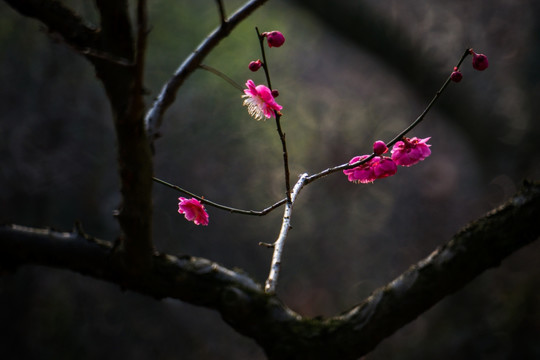 梅花