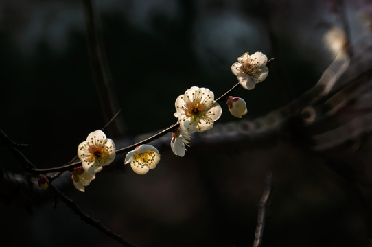 梅花