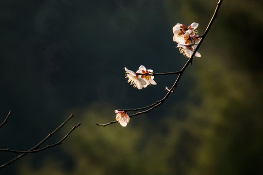 梅花
