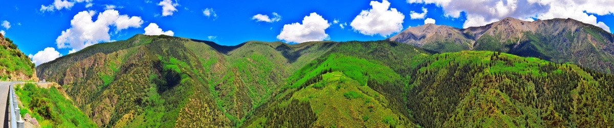 西藏高山松林牧草宽幅全景