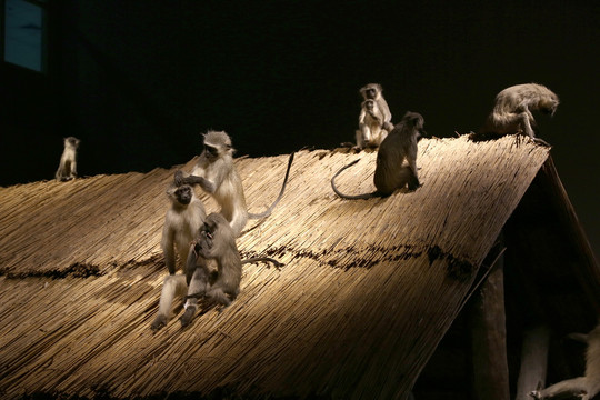 非洲猴子