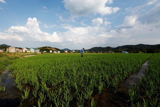 种水稻 农田施肥