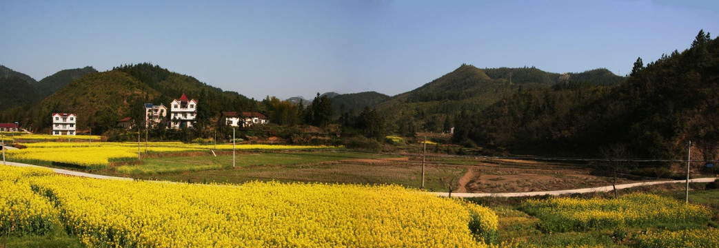 田园乡村 油菜花