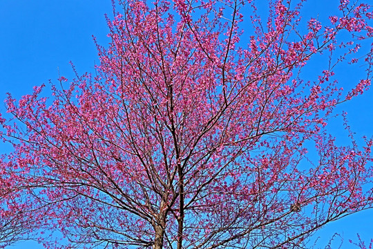 樱花