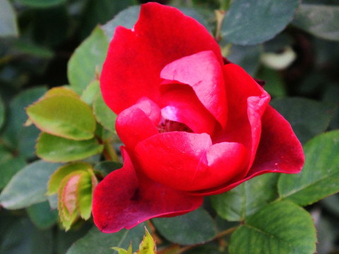 火红月季花