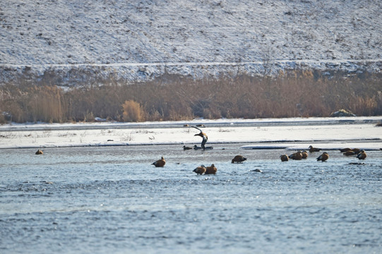 冰面上的野鸭子