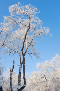 冬雪