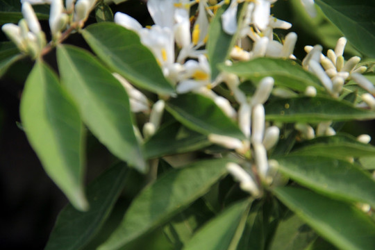 白花