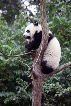 憨态可掬 温顺可爱的大熊猫