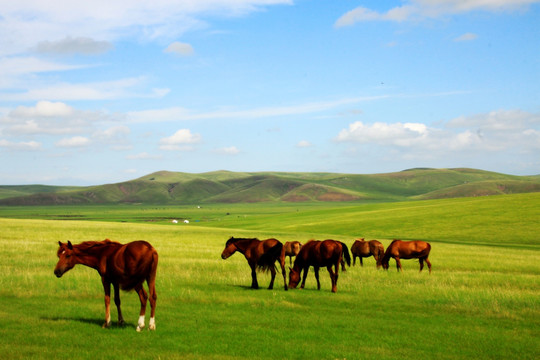 夏季呼伦贝尔草原上的马群