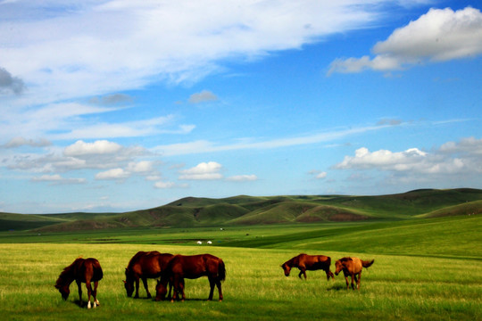 呼伦贝尔草原 马群 蒙古包
