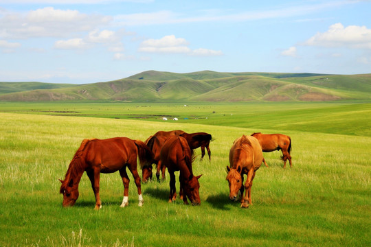 呼伦贝尔草原 马群 蒙古包