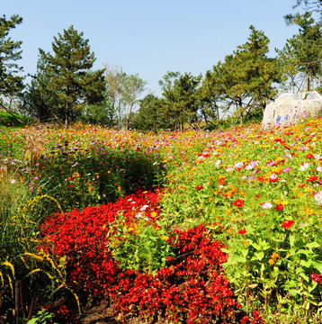 山花烂漫