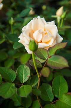 玫瑰花