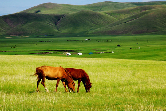呼伦贝尔草原 蒙古包 马群