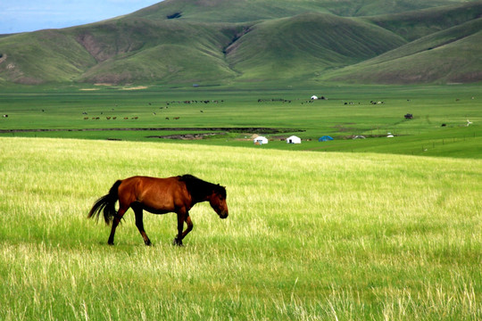 草原上的一匹马 蒙古包