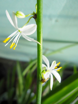 龙吐珠