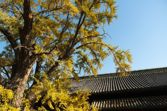 大觉寺古银杏树景观