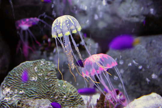 海洋精灵水母