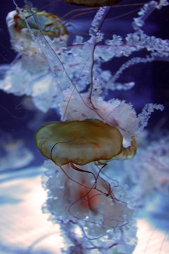 海洋精灵水母