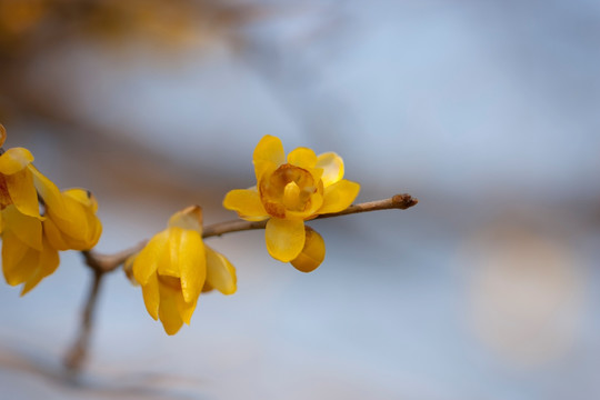 腊梅花