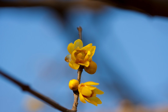 腊梅花