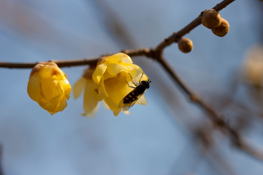 腊梅花