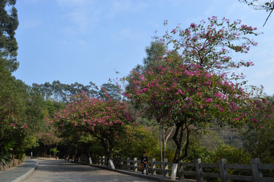 道路绿化美化