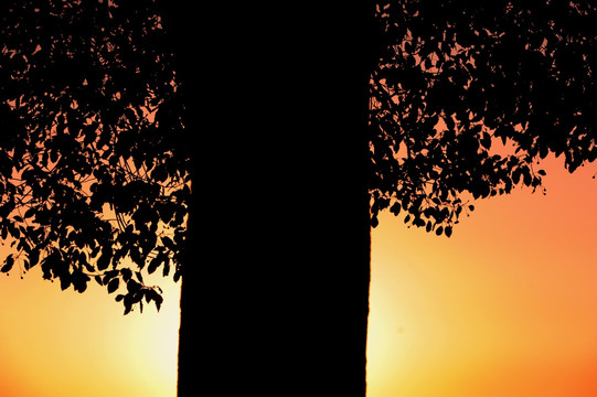 黄昏红霞中的大树